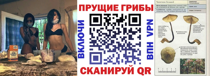 Псилоцибиновые грибы Psilocybe  Козьмодемьянск 